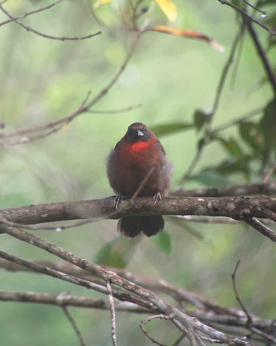 Red-throated Ant-Tanager - ML376393441