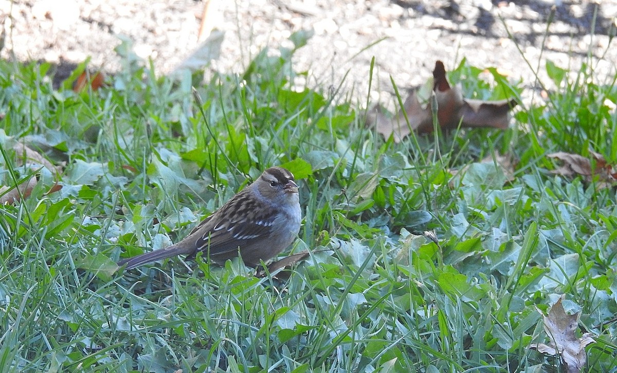White-crowned Sparrow - ML376397681