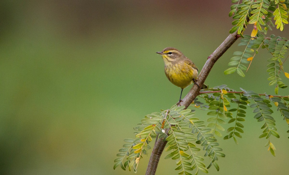 Palm Warbler (Yellow) - Nathan Tea