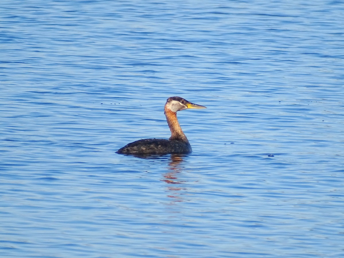 Red-necked Grebe - ML376399851