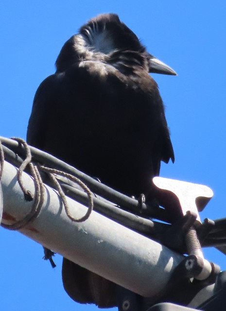 crow/raven sp.