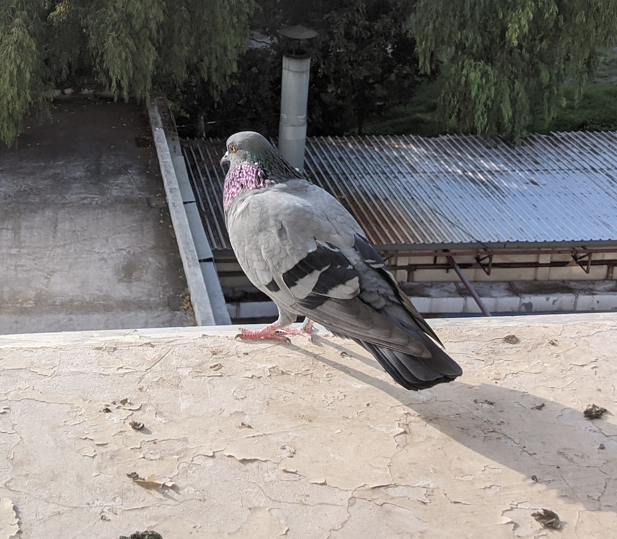 Rock Pigeon - Kerry Loux
