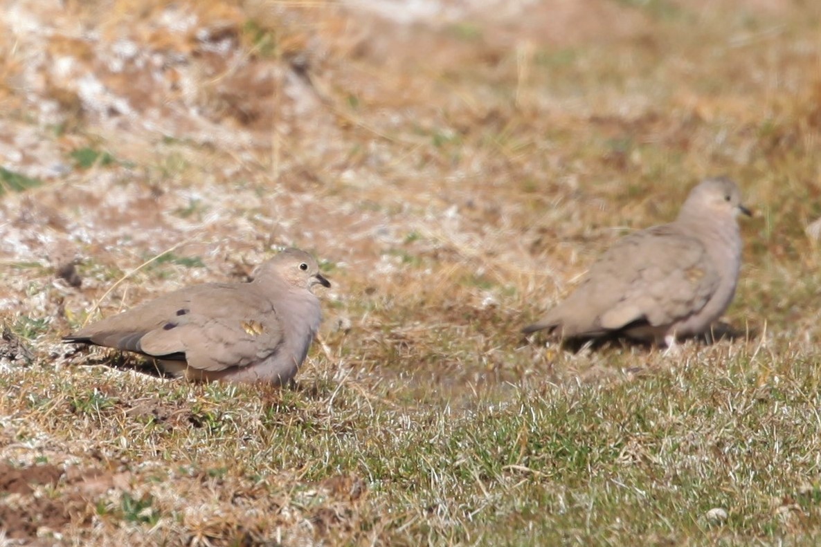 Golden-spotted Ground Dove - ML376420191