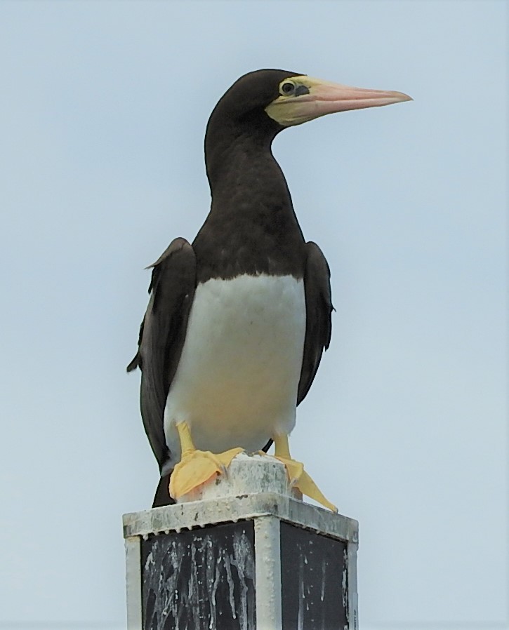 Brown Booby - ML376420721