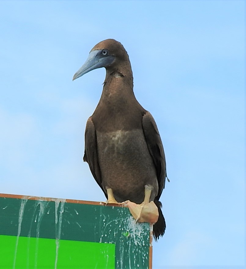 Brown Booby - ML376420891