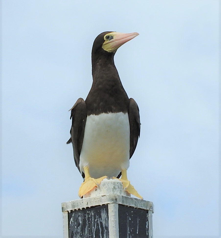 Brown Booby - ML376426501