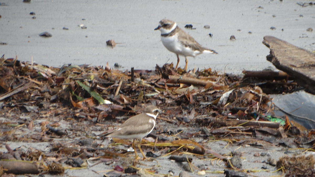 Semipalmated Plover - ML376431031