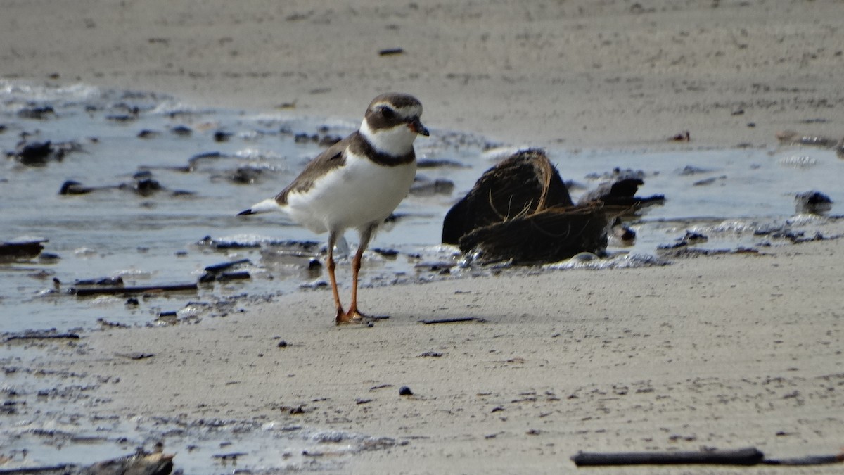 Semipalmated Plover - ML376431041