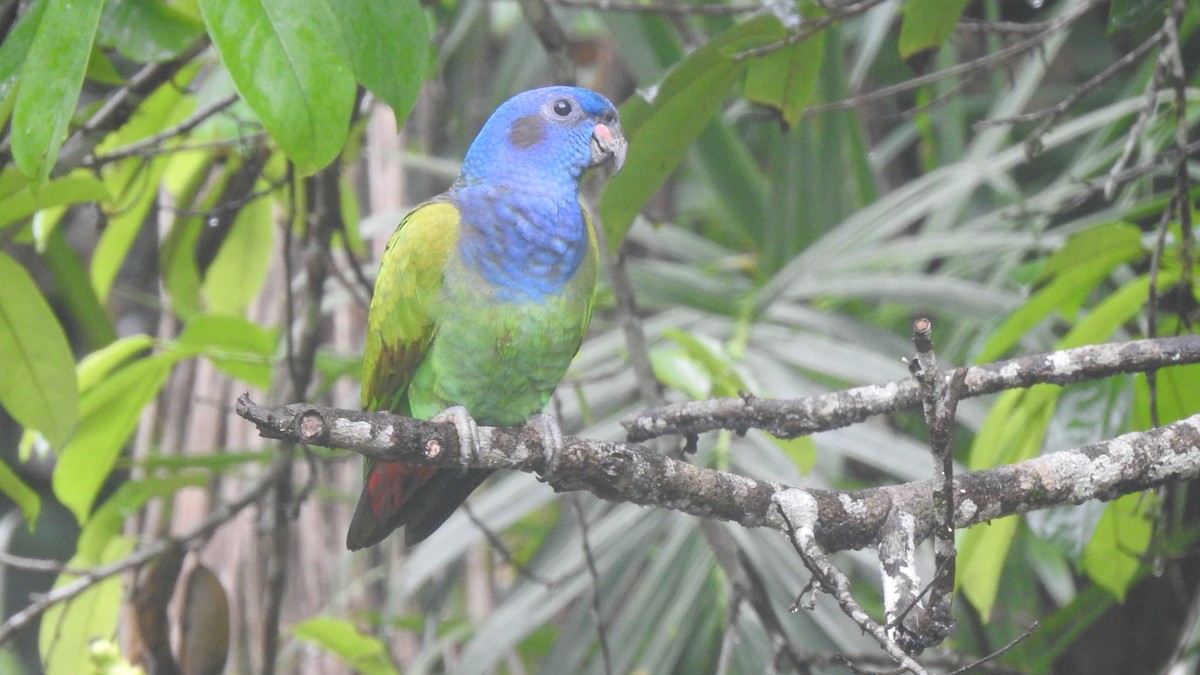 Blue-headed Parrot - RUTH GONZALEZ PULIDO