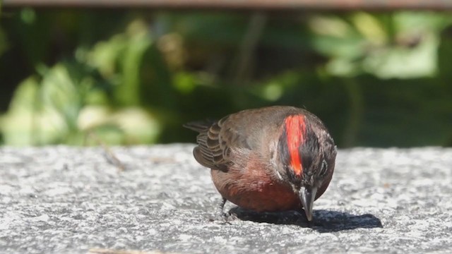 Red-crested Finch - ML376434601