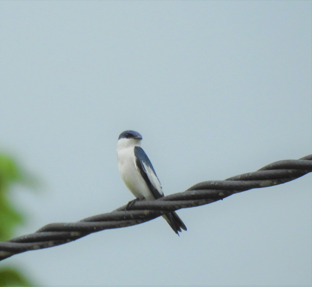White-winged Swallow - ML376436761
