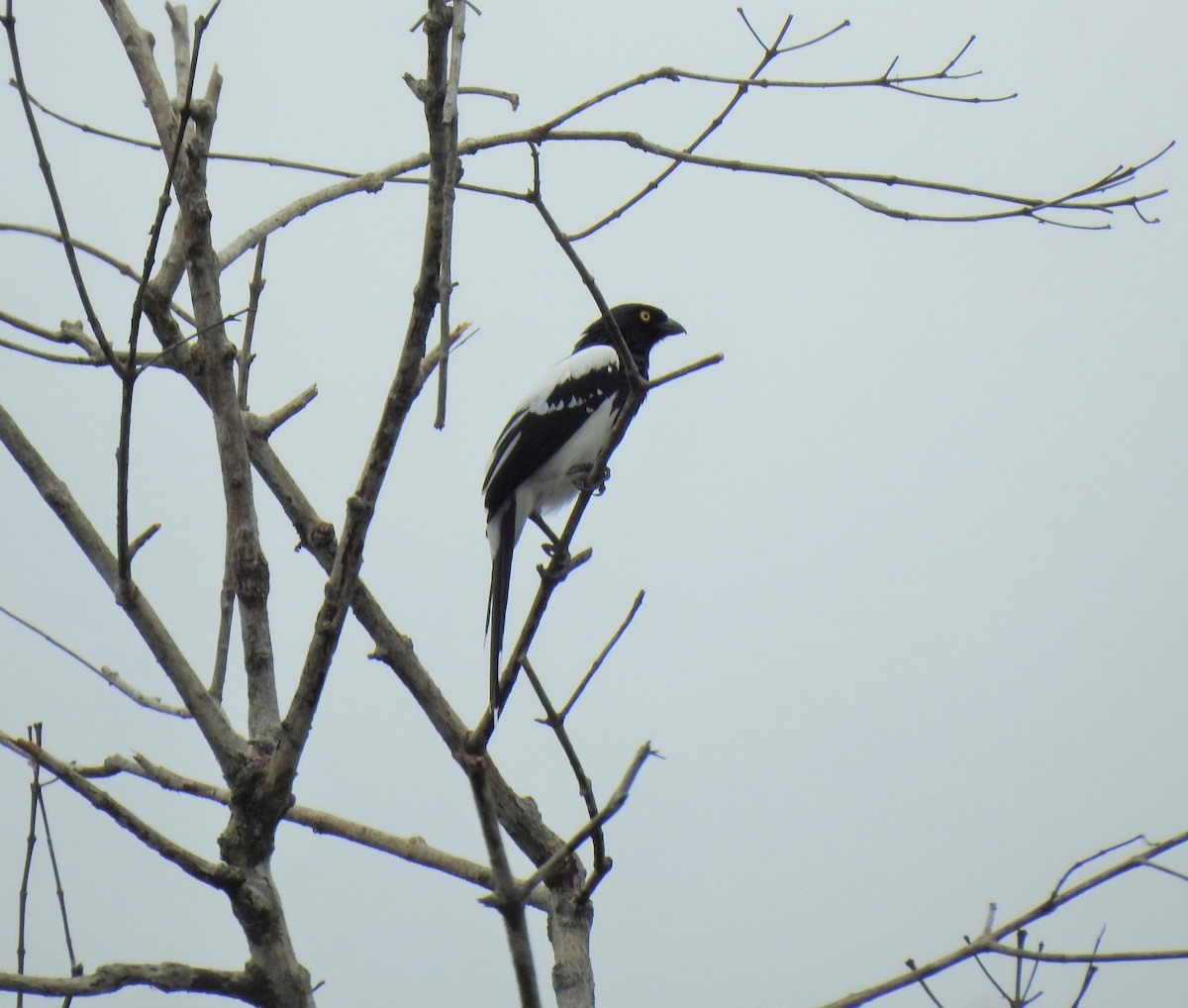 Magpie Tanager - ML376438091