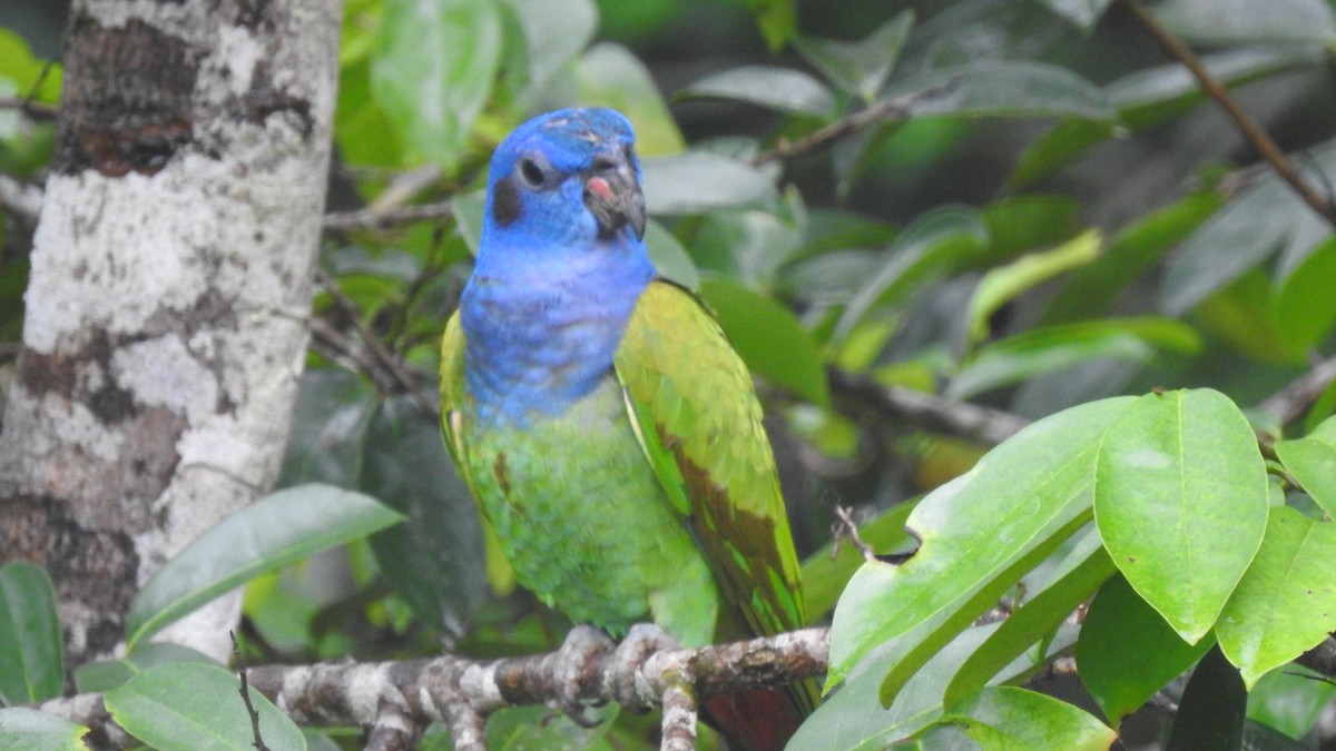 Blue-headed Parrot - ML376438411