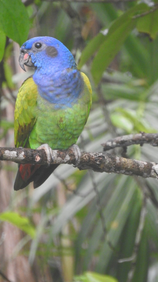 Blue-headed Parrot - RUTH GONZALEZ PULIDO