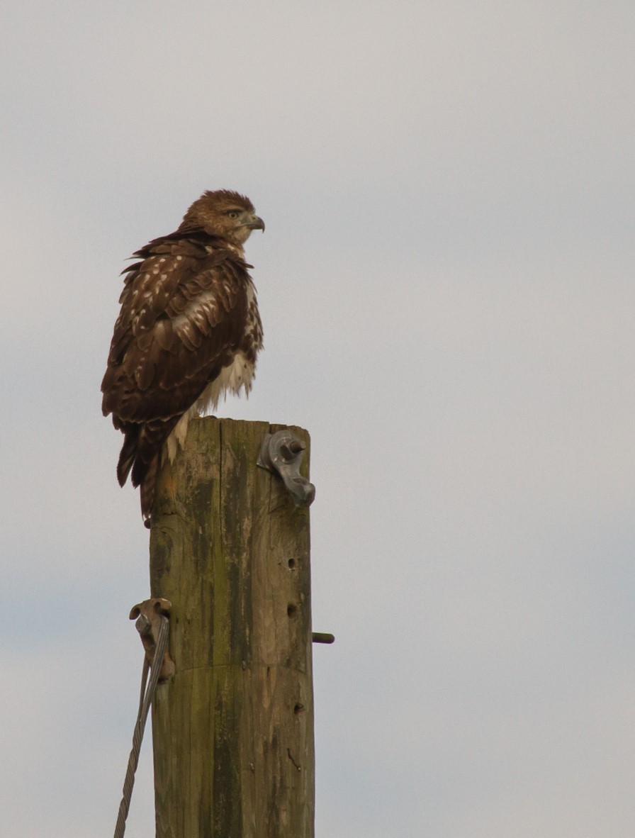 Red-tailed Hawk (borealis) - ML376439631