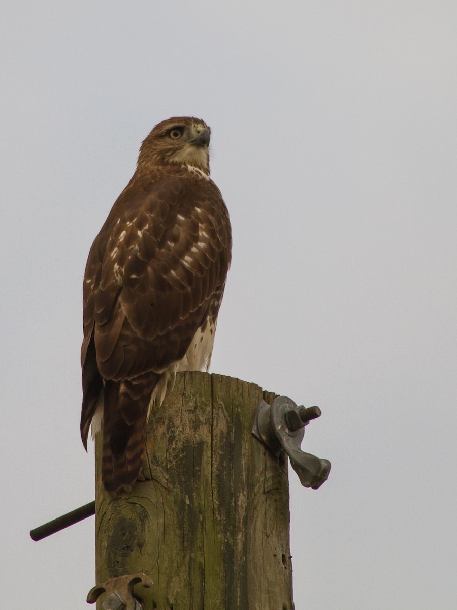 Red-tailed Hawk (borealis) - ML376439641