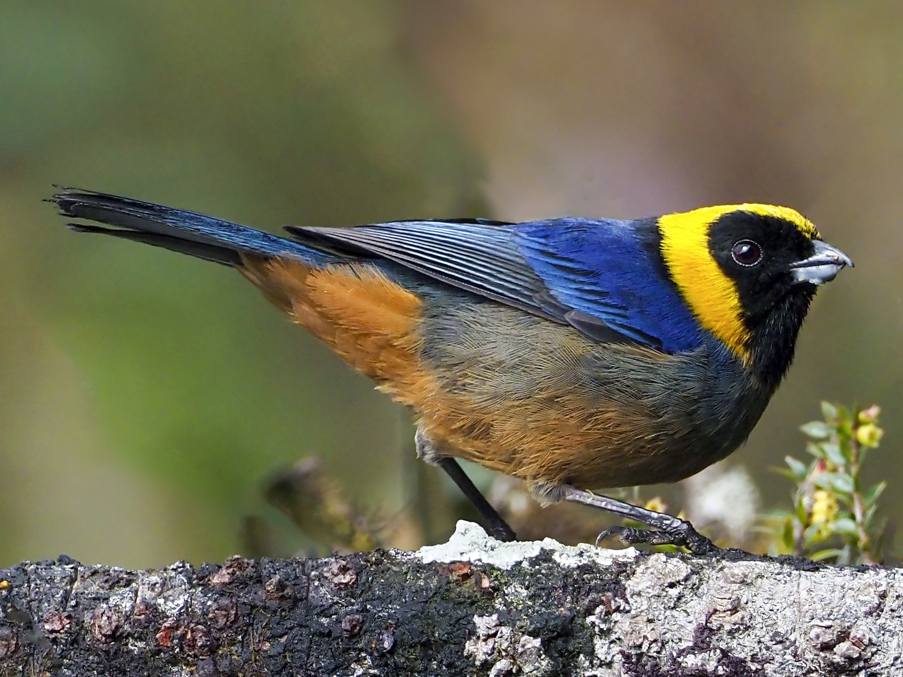 Golden-collared Tanager - Andrew Spencer