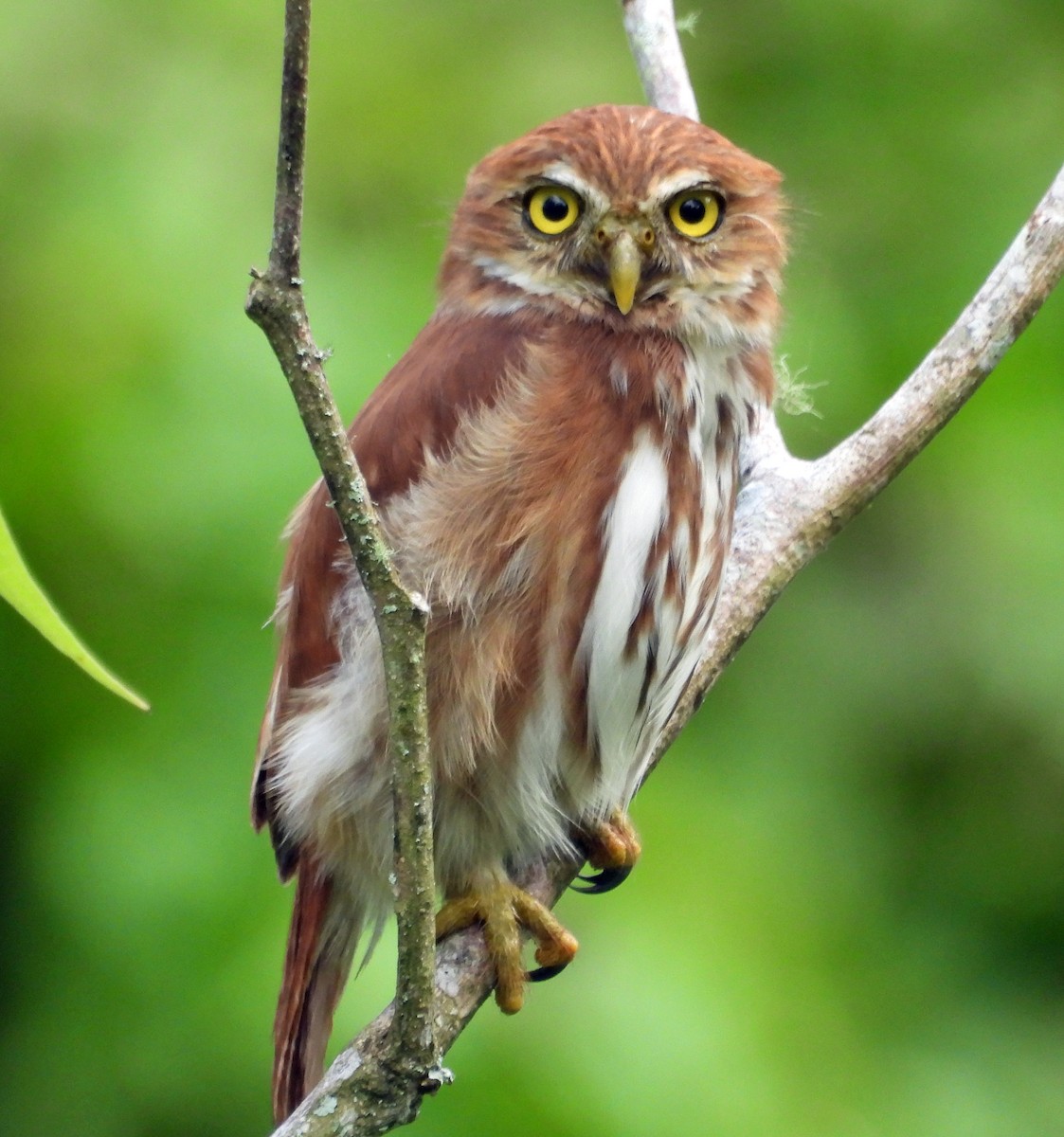 Ferruginous Pygmy-Owl - Danilo Moreno
