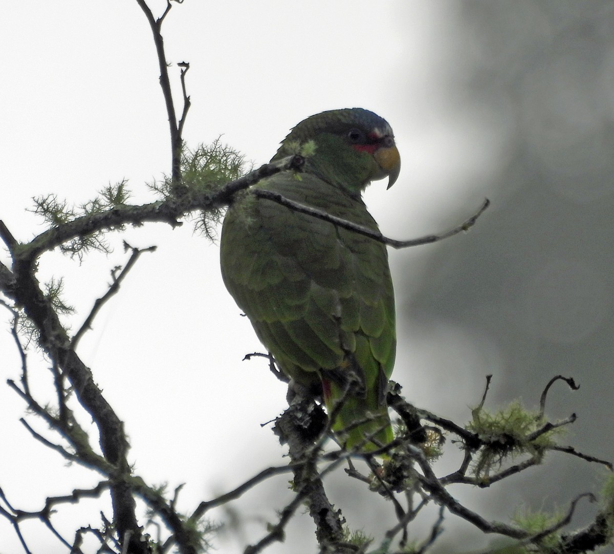White-fronted Parrot - ML376445001