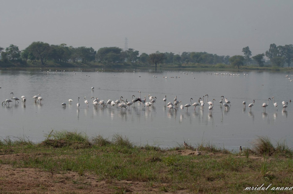 Greater Flamingo - Mridul Anand