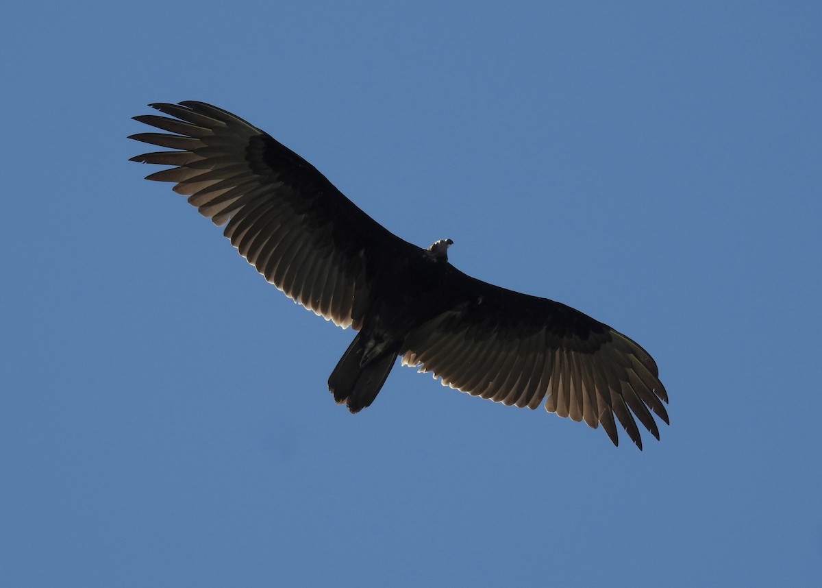 Turkey Vulture - ML376449231