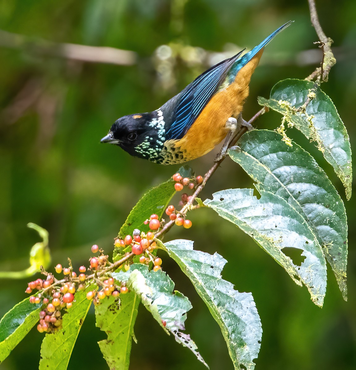 Spangle-cheeked Tanager - ML376454101