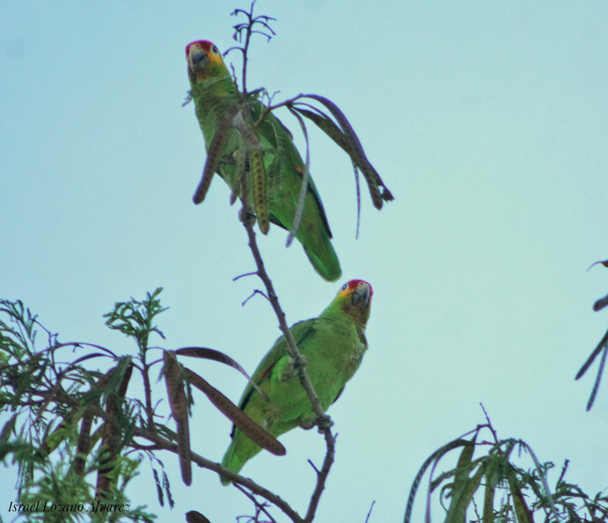 Red-lored Parrot - ML376460101