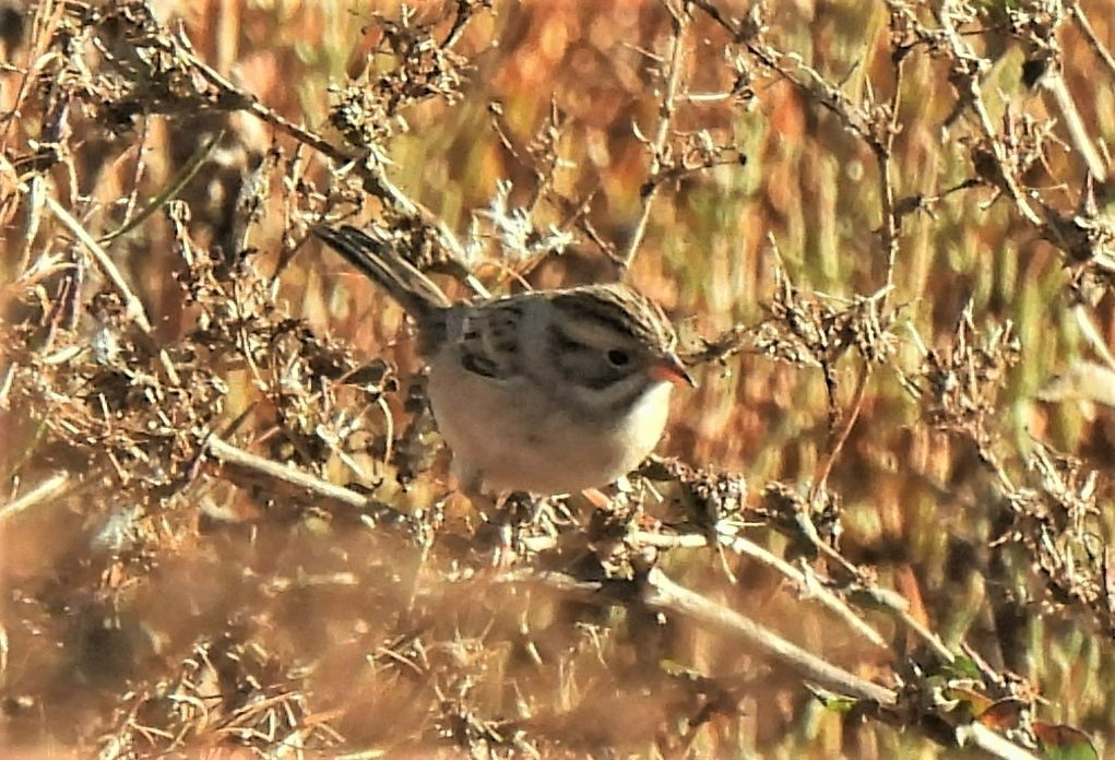 Clay-colored Sparrow - Dan Kadra