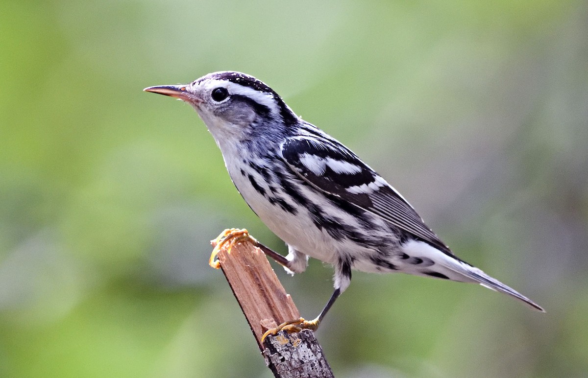 Black-and-white Warbler - ML376465321