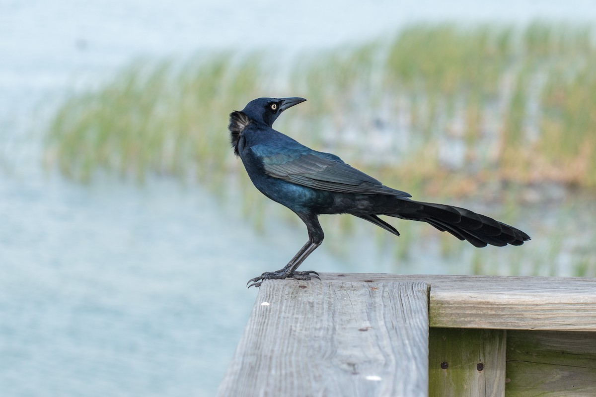 Great-tailed Grackle - ML37646611