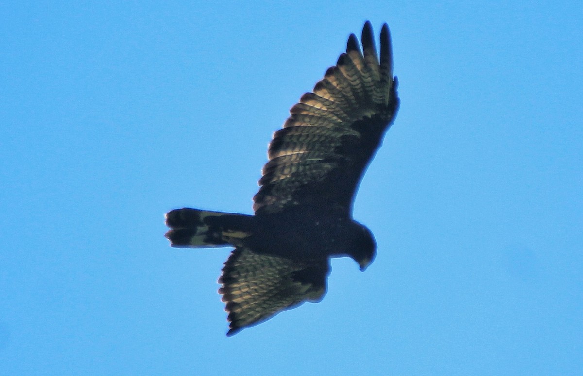 Zone-tailed Hawk - ML376466111