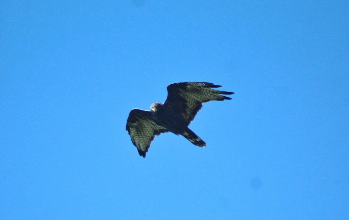 Zone-tailed Hawk - Israel Lozano Álvarez