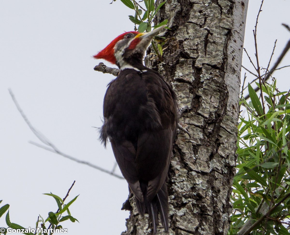 Black-bodied Woodpecker - ML376472441