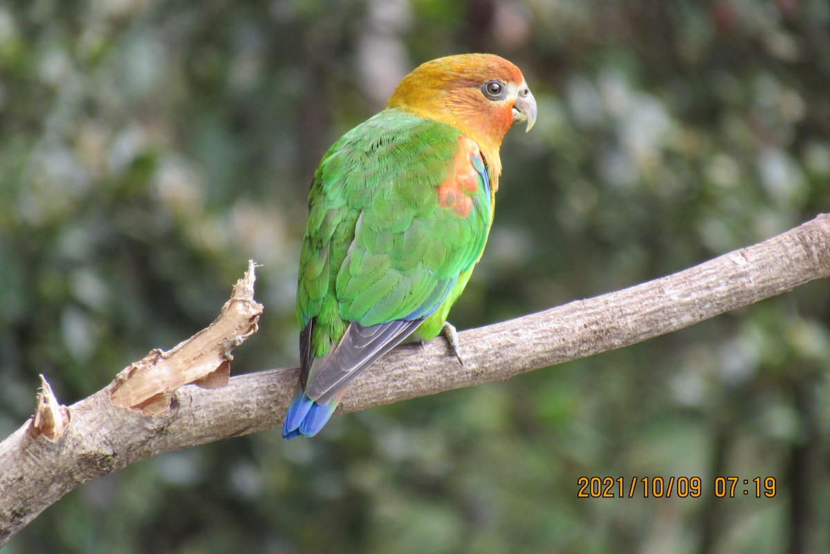 Rusty-faced Parrot - ML376473811