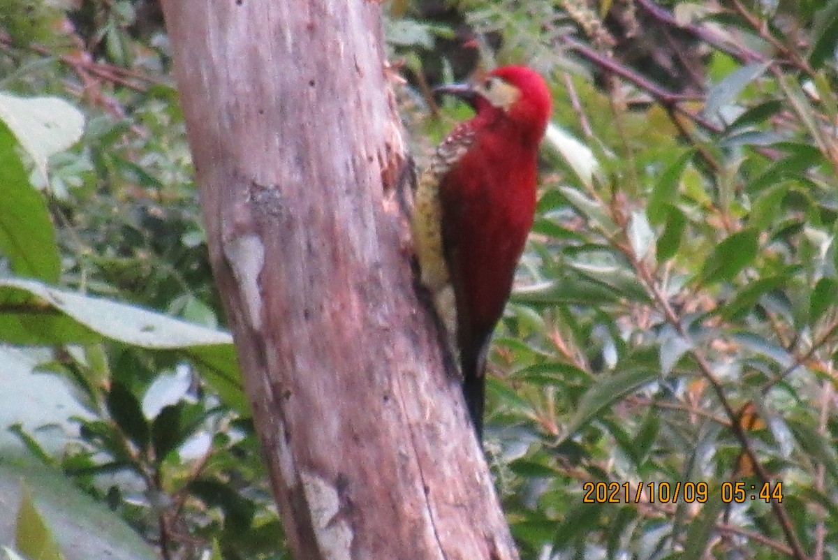 Crimson-mantled Woodpecker - ML376474031