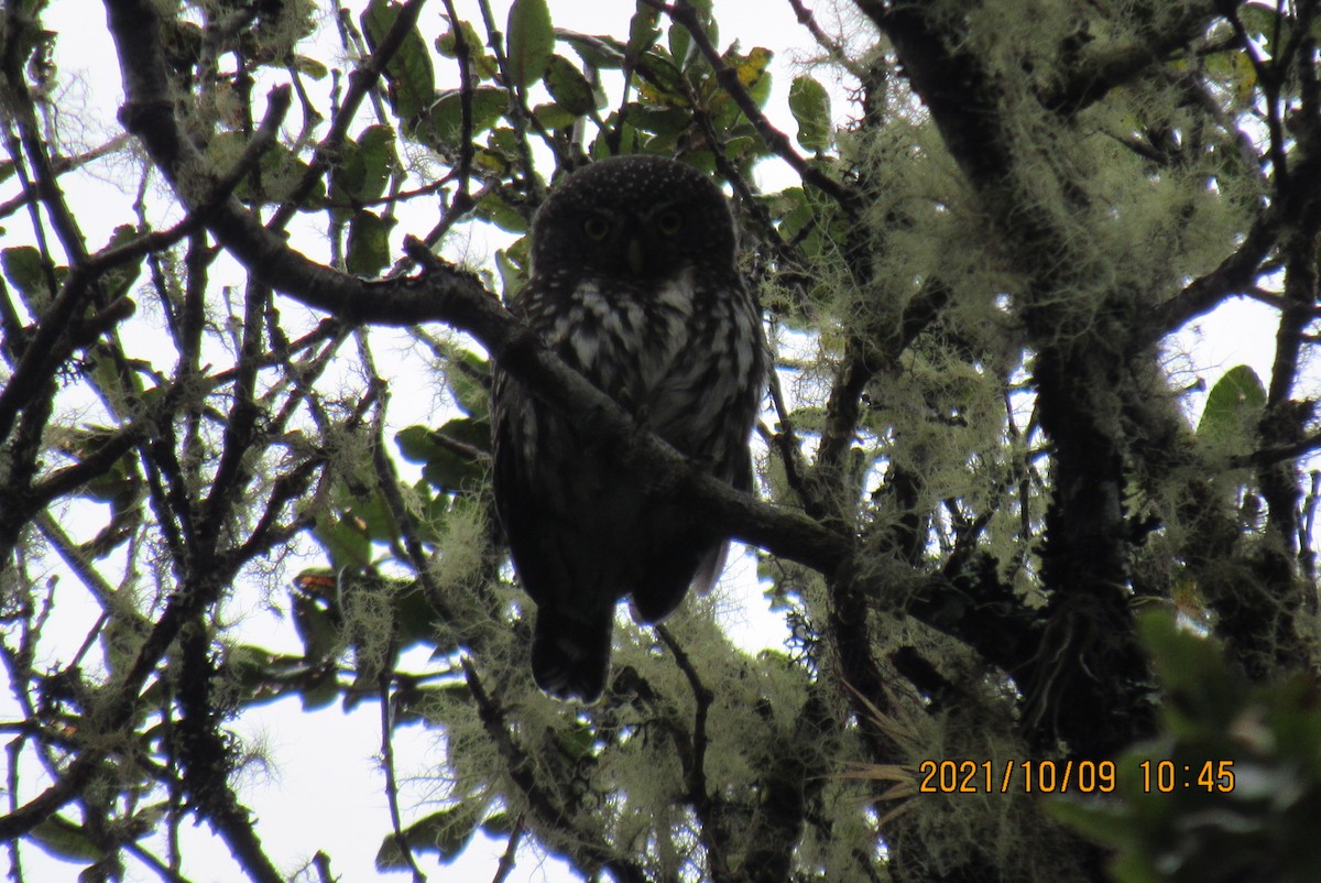 Andean Pygmy-Owl - Arvey  Mantilla