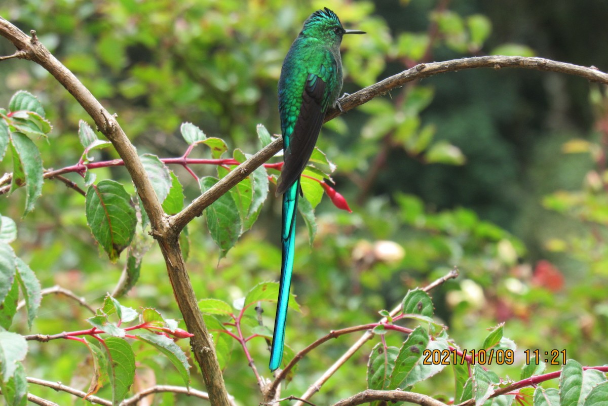 Long-tailed Sylph - ML376475931