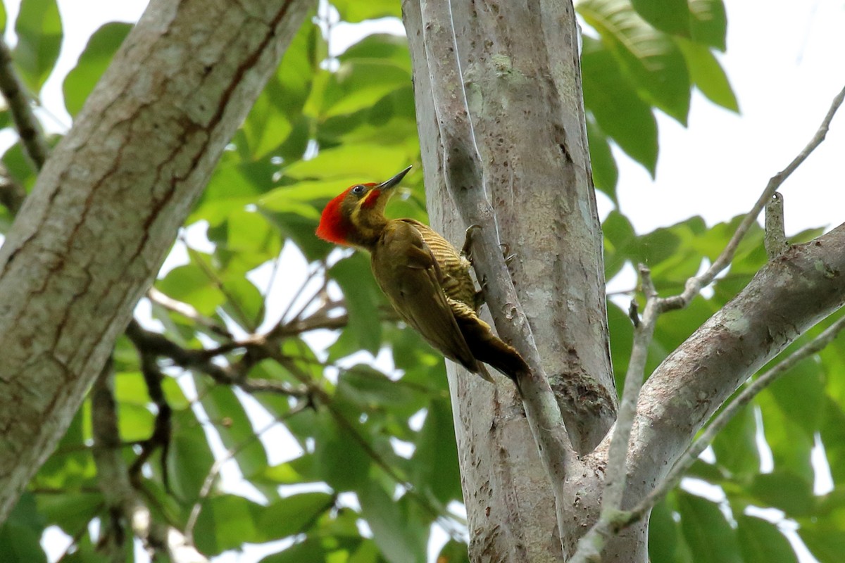 Golden-green Woodpecker - Chris Rasmussen