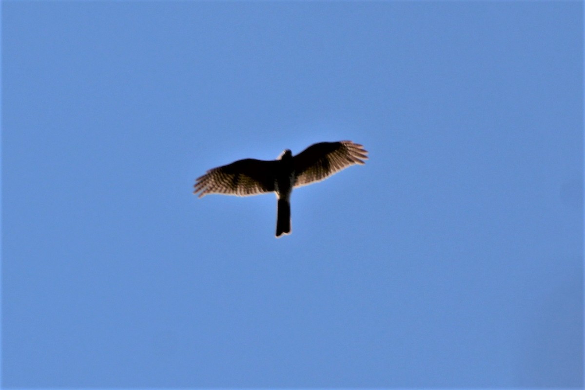 Collared Sparrowhawk - Leonie Beaulieu