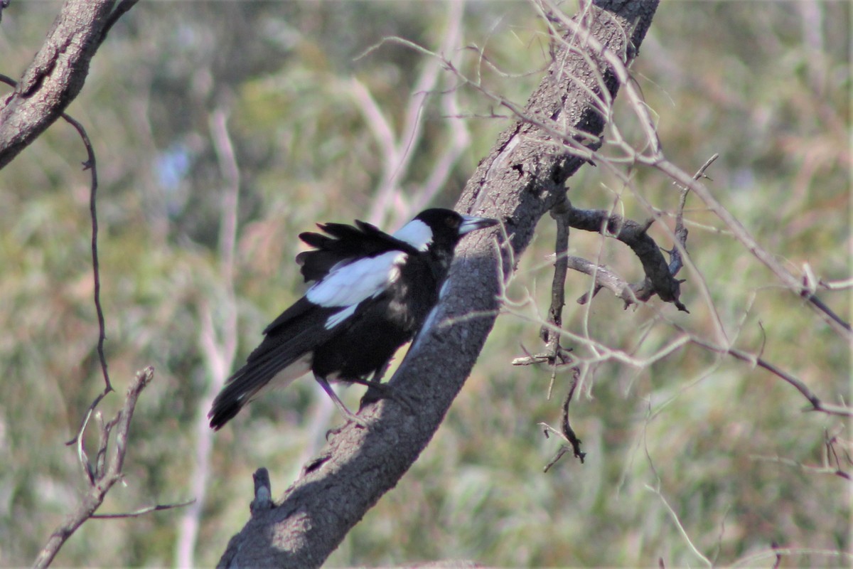 Australian Magpie (Black-backed) - ML376480421