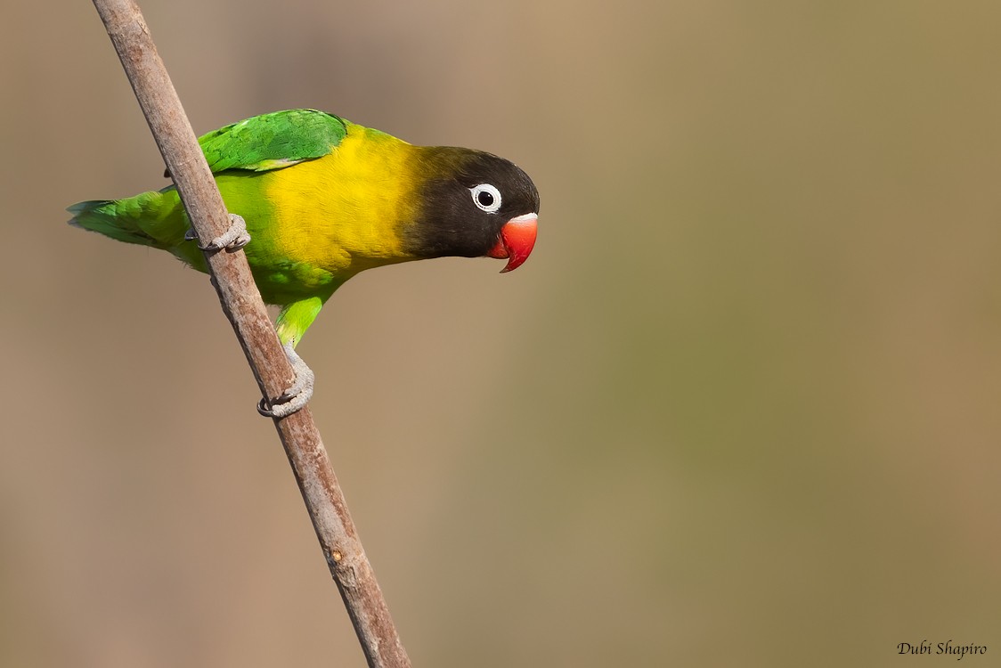 Yellow-collared Lovebird - Dubi Shapiro