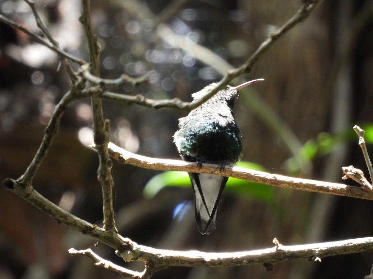 kolibřík měděnohlavý - ML376484821