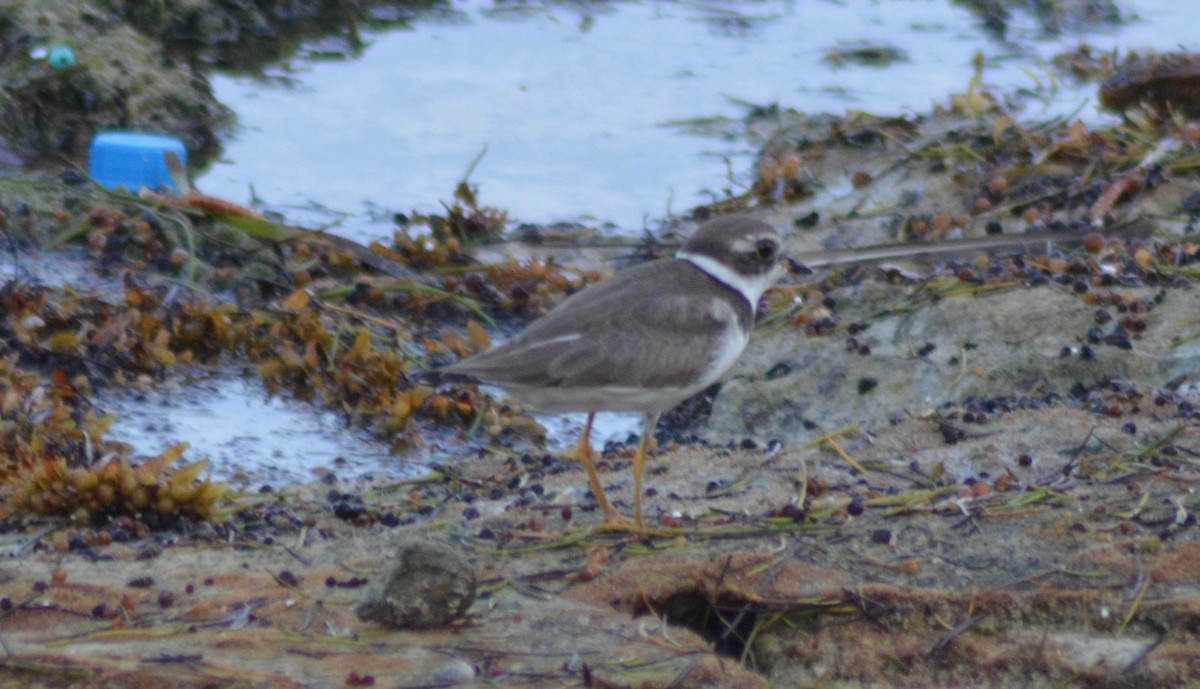Semipalmated Plover - ML376485081