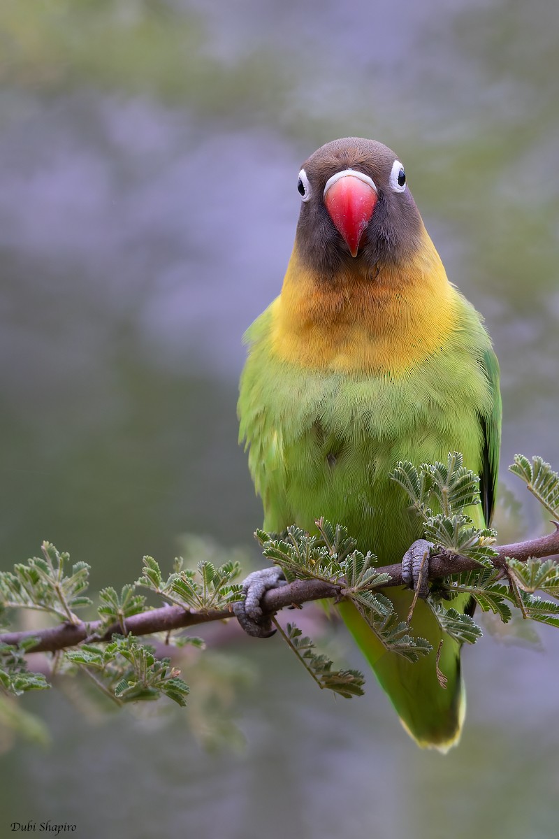 Yellow-collared Lovebird - ML376485901