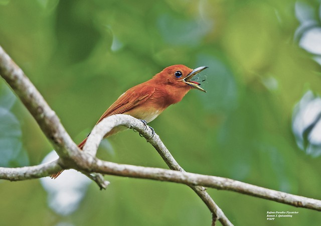 Consuming an insect in Misamis Oriental, Philippines. - Rufous Paradise-Flycatcher - 