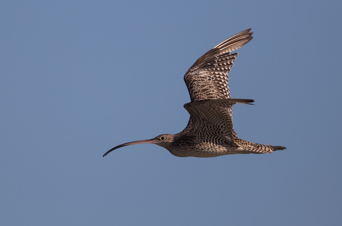 Far Eastern Curlew - Tom Armstrong