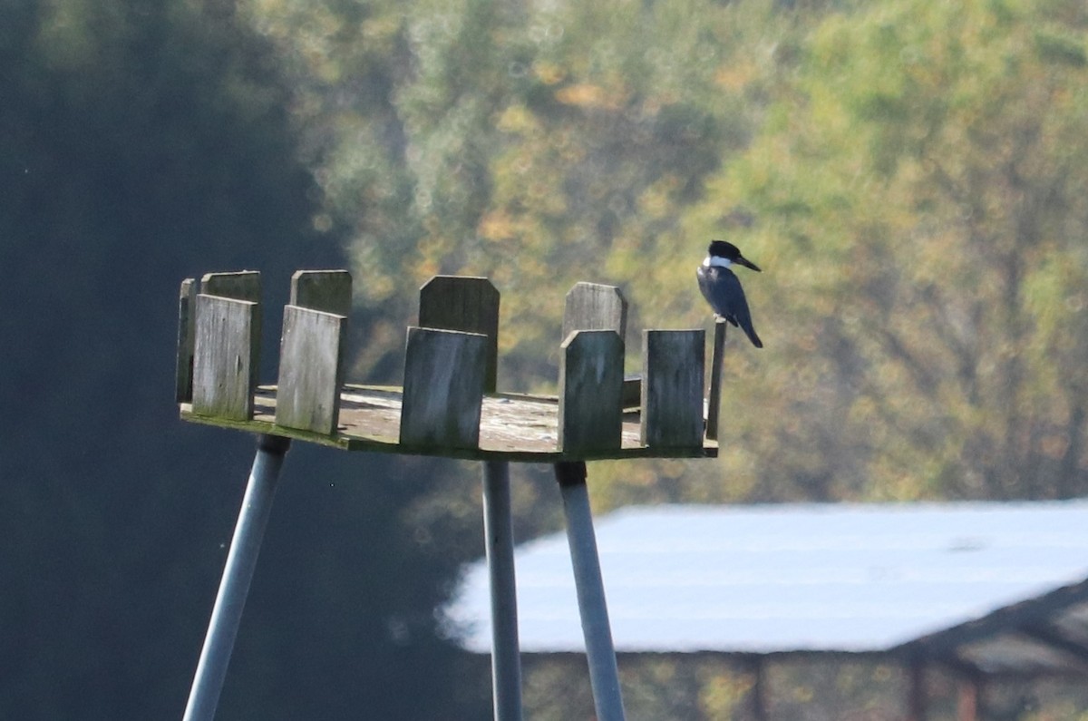 Belted Kingfisher - ML376491021