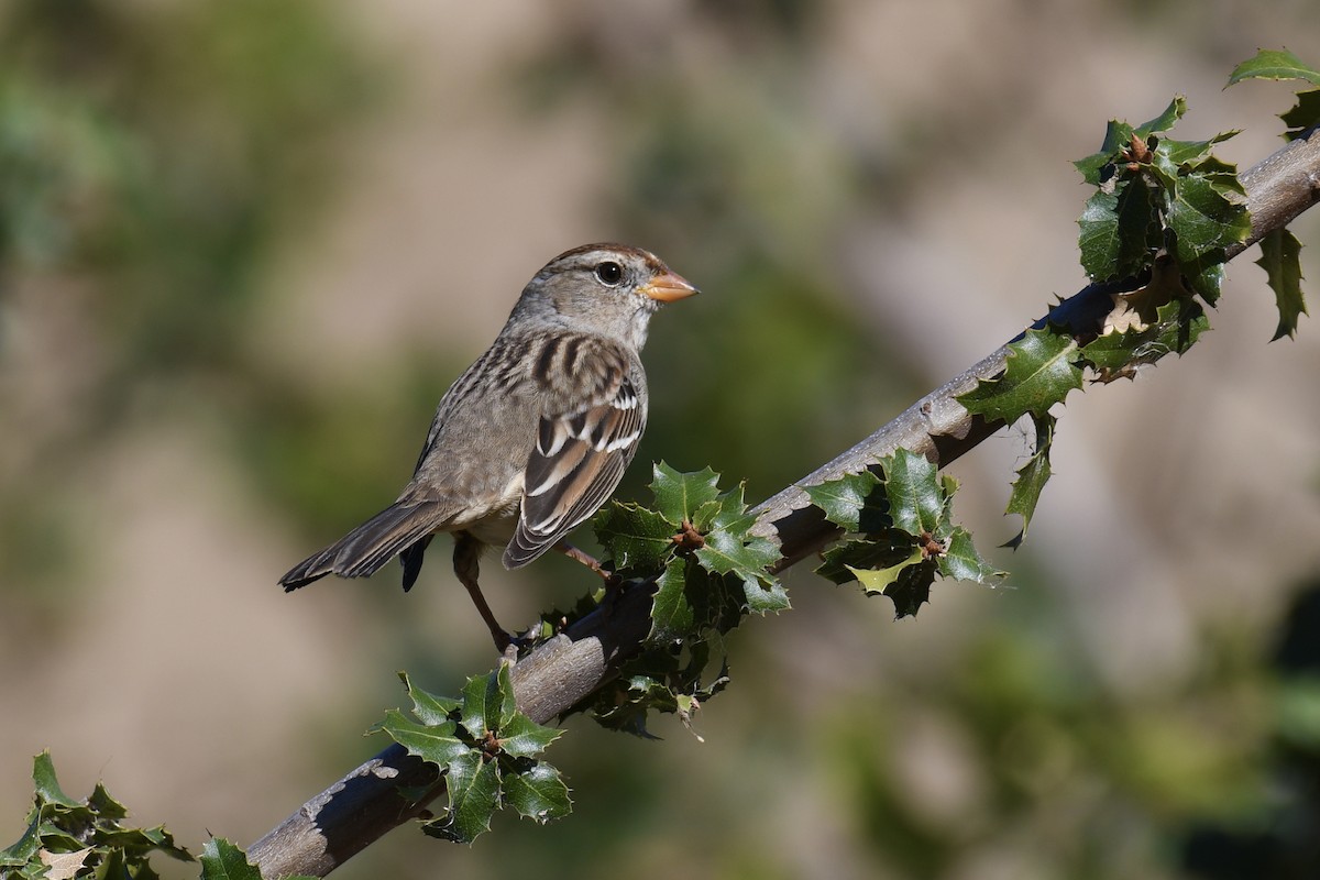 White-crowned Sparrow - Della Alcorn