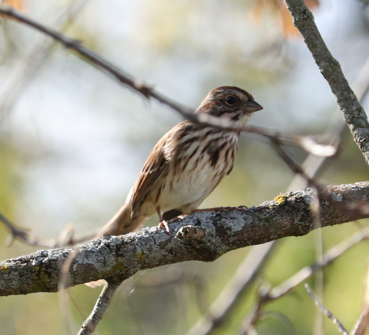 Song Sparrow - Clayton Fitzgerald
