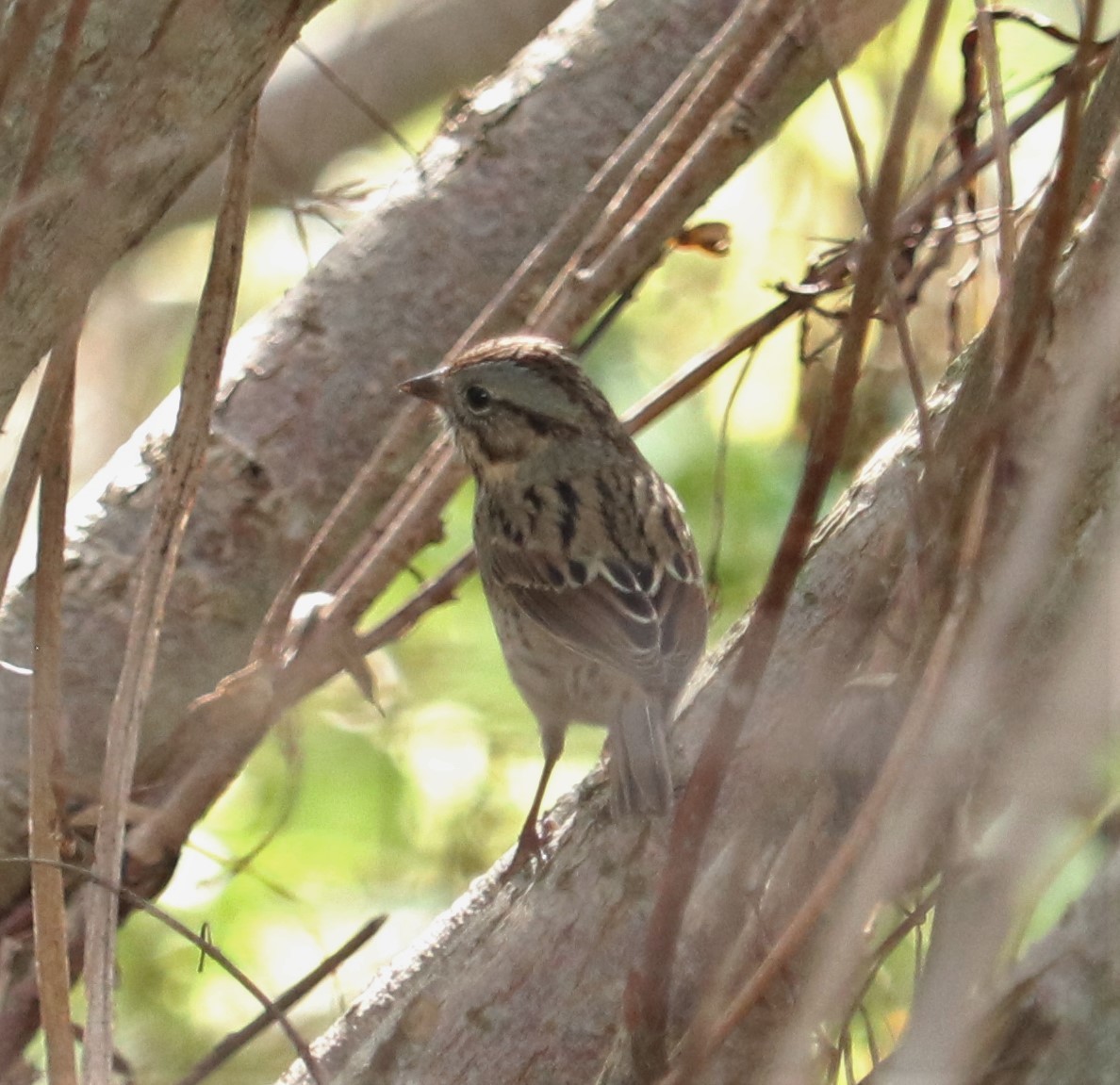 Lincoln's Sparrow - Clayton Fitzgerald